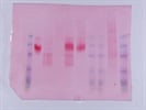 Sufficient Recombinant Hephaestin for Peptide Needs