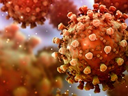Heat-inactivated SARS-CoV-2 strain USA/COR-22-063113/2022 (Omicron variant, lineage BA.5)