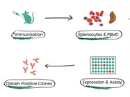 The Lowdown on Single B Cell Antibody Technology