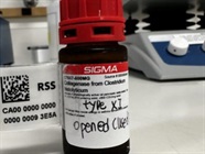 Reliable Collagenase XI for Tissue Digestion
