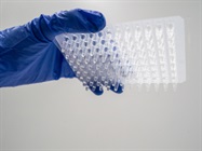 Production and Analysis of In Vitro Transcribed RNA