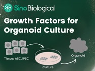FGF10 Protein, Human, Recombinant, HPLC-verified