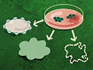 Reasons to Consider Recombinant Growth Factors for Organoid Research