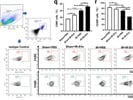 Anti-PE-Cy7-CD206 Antibody Works Well