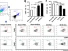 Anti-PE Anti-Mouse F4/80 Antibody Works Well