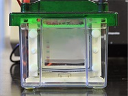 How to Produce Publication-Worthy Western Blots