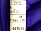 High Quality Granzyme B Rabbit mAb for Western Blot on Epithelial Mouse Cells