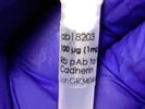 Great Anti-N Cadherin Antibody for Western Blot on A549