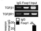 Protein-G Agarose Beads Works Well