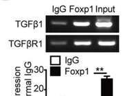 Protein-G Agarose Beads Works Well