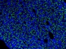 Good HNF-4alpha Antibody for Paraffine Embedded Tissue