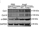 Rockland Anti-Collagen I Antibody Works Well
