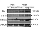 Good Anti-Collagen III Antibody from Novus Biologicals