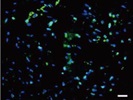 Good Alexa Fluor 488-Conjugated Donkey Anti-Mouse Secondary Antibody