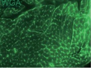 Alexa Fluor™ 488 Conjugated Wheat Germ Agglutinin Works Well