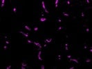 Good AQP4 Antibody from Synaptic Systems