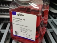 Excellent Human Endothelial SFM for Endothelial Cell Culture