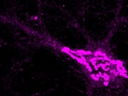 GM130 as a Golgi Marker for Immunofluorescence in Cultured Hippocampal Neurons