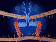 A PD-L1 Cell Line With Gas-Luc2 Reporter For Checkpoint Inhibitor Screening
