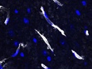 Podocalyxin as Vessel-Marker in Mouse Brain