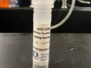 Time Course Effect of Chemoattractant on Wnt9b Expression