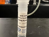 Time Course Effect of Chemoattractant on Wnt9b Expression