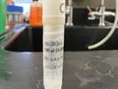 Time Course Effect of Chemoattractant on CD31 Expression