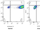 Highly Sensitive Anti-Flag Antibody from BioLegend