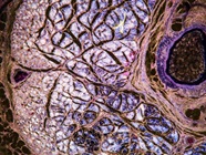 A Guide to Glial Cell Markers