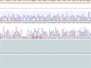 A Decent, Reliable Sanger Sequencing Service