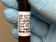 Nice Secondary Mouse Antibody from Santa Cruz Biotech