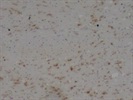 Very Good CD68 Antibody