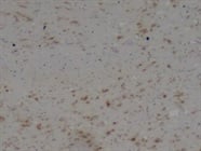 Very Good CD68 Antibody