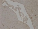 Good Anti-IL-6 Antibody for Cytokine