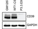 Reliable Recombinant Anti-CD39 Antibody