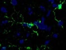 Great Iba1 Antibody for Immunofluorescence