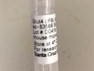 Great Signal with Glut4 (IF8) Antibody