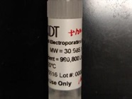 Good for Improving Delivery of Cas9/RNP by Electroporation