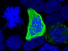 BioLegend's DYKDDDDK Tag Antibody Works Well