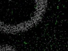 Great Mouse Podocalyxin Antibody for Immunofluorescence