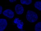 Great DAPI for Immunocytochemistry