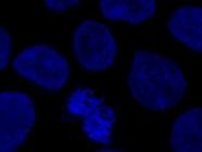 Great DAPI for Immunocytochemistry
