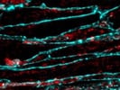 Great ZO-1 Antibody for Immunofluorescence