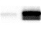 NRF1 Detection in Western Blot