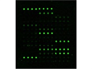 40 key inflammation markers