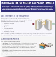 Methods and Tips for Western Blot Protein Transfer