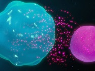 Checkpoint Molecule Profiling in Tumor Cell Lines, Immune Cell Lines: Applications for Immuno-oncology Drug Screening