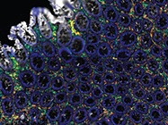 Instruments and CRO Services for Spatial & Single-Cell Omics