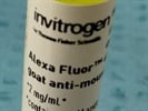 Fluorescent Secondary Antibody Works Great