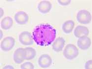 A Guide to Basophil Markers